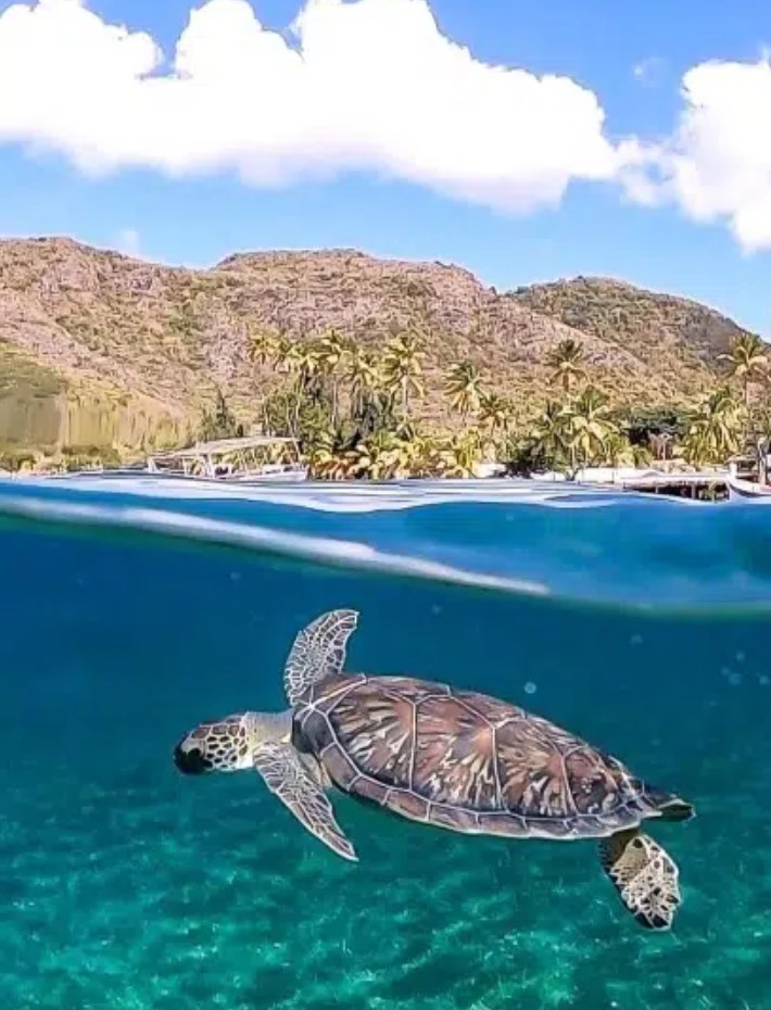 Tortue marine dans les eaux du Diamant